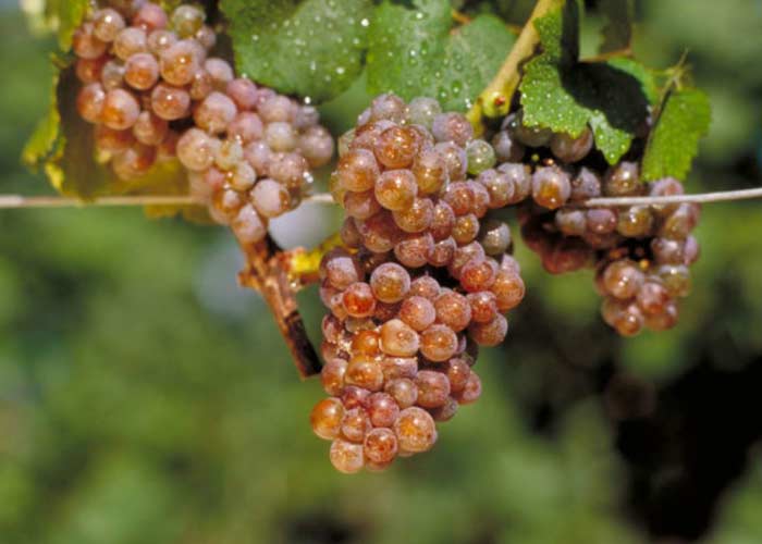 Gewürztraminer