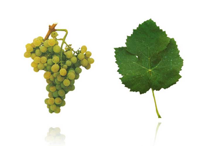 Malvasia Fina