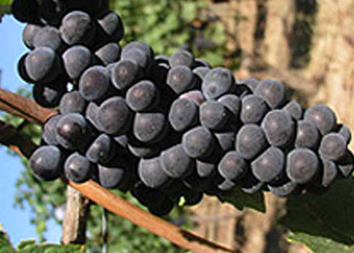 Pinot Noir