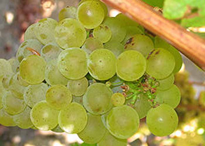 Sauvignon Blanc