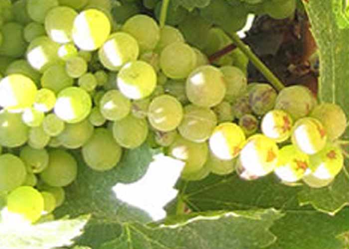 Viognier