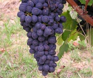 Nebbiolo