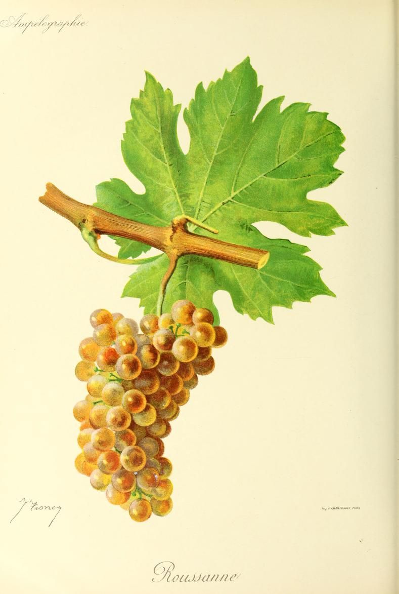 Roussanne