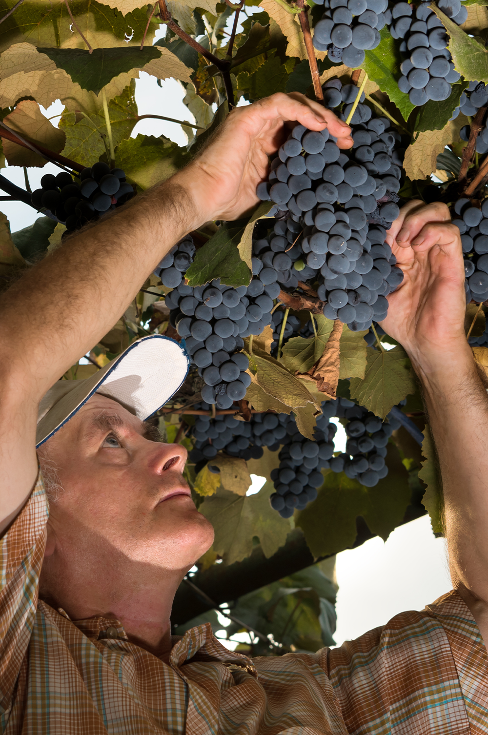 Vinhos do Hemisfério Sul – na “Primavera” temos vindima!