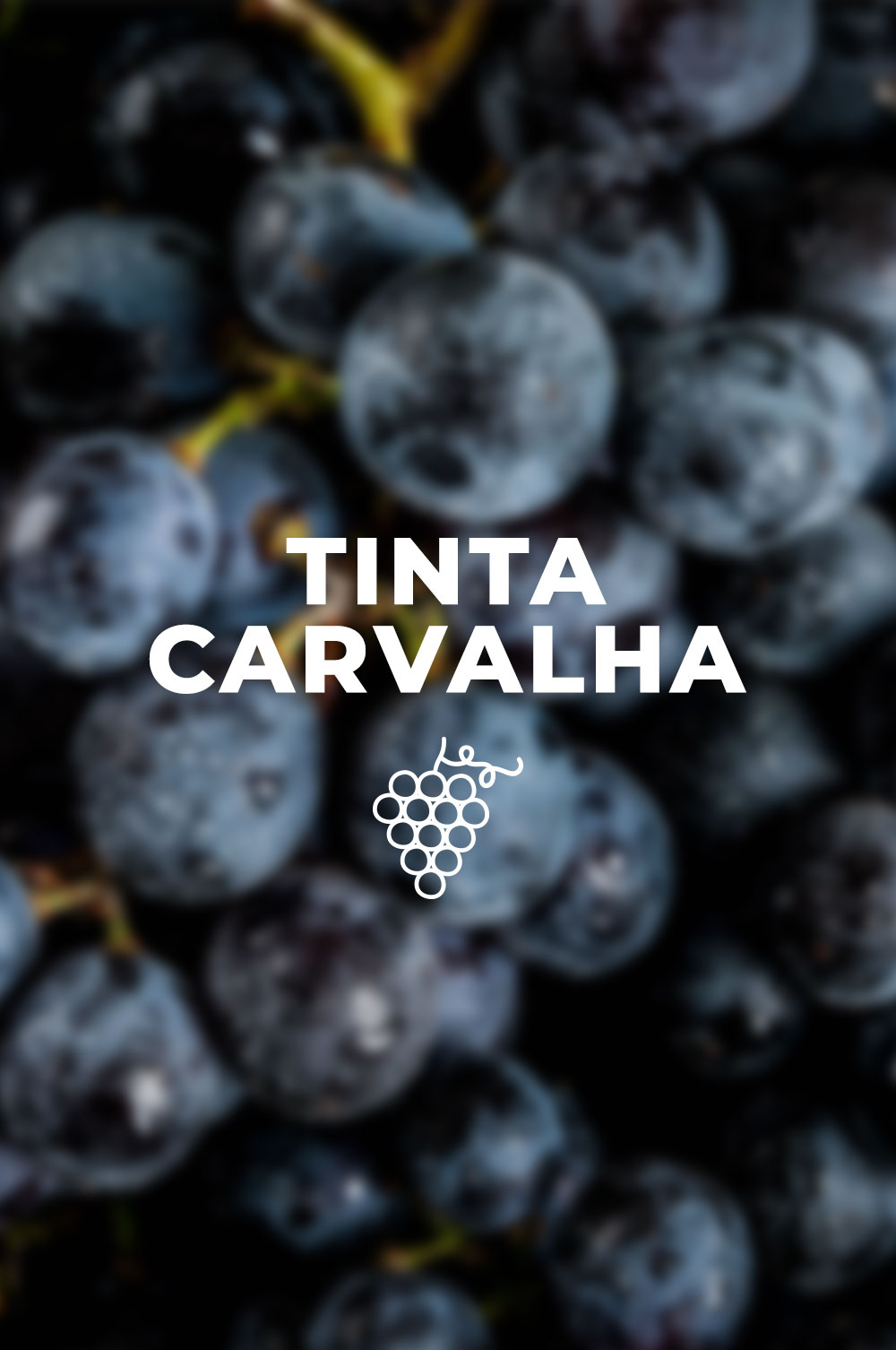 Um brinde à Tinta Carvalha, com um vinho de António Maçanita