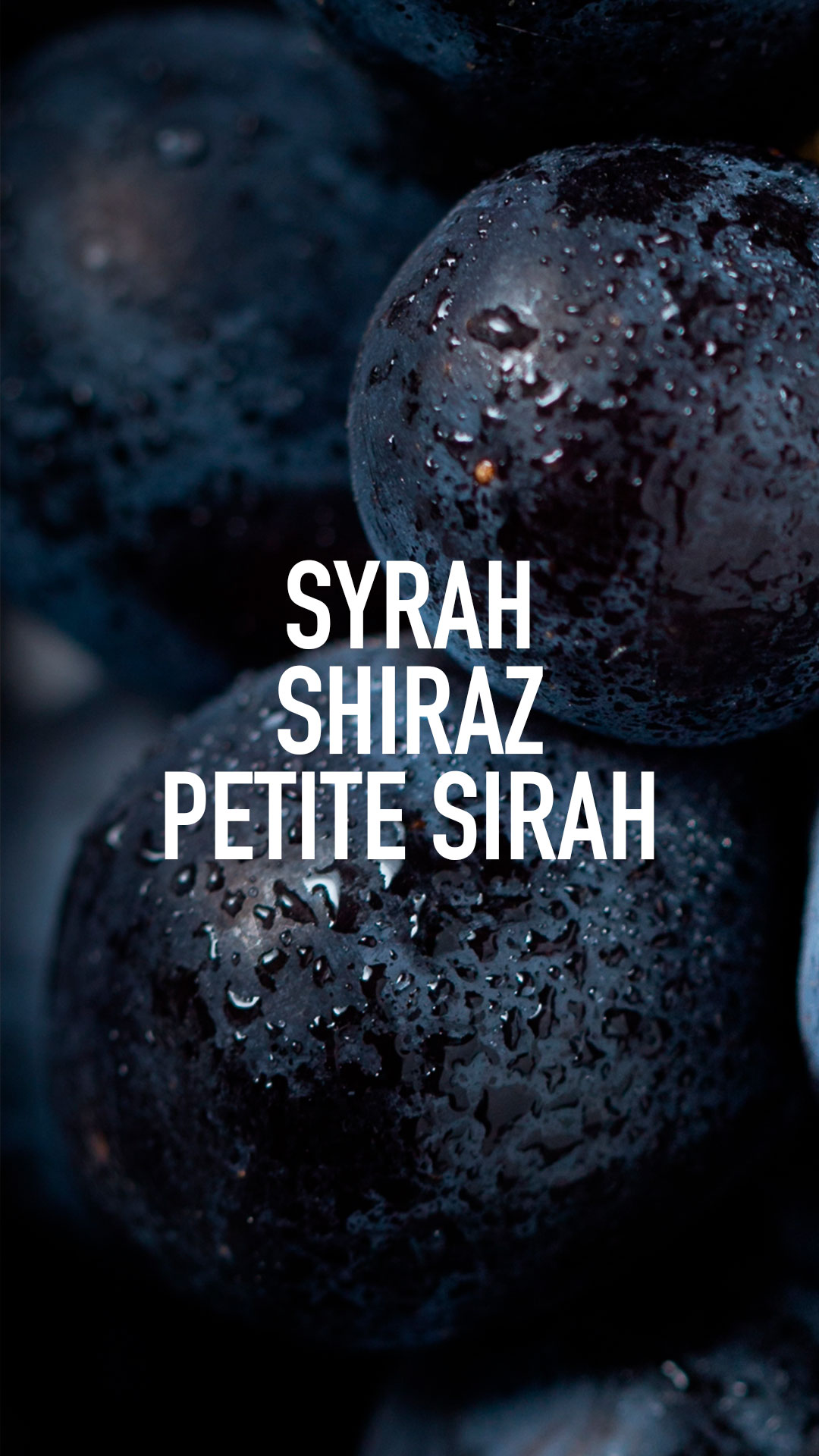 Syrah, Shiraz e Petite Sirah: afinal, são a mesma casta?