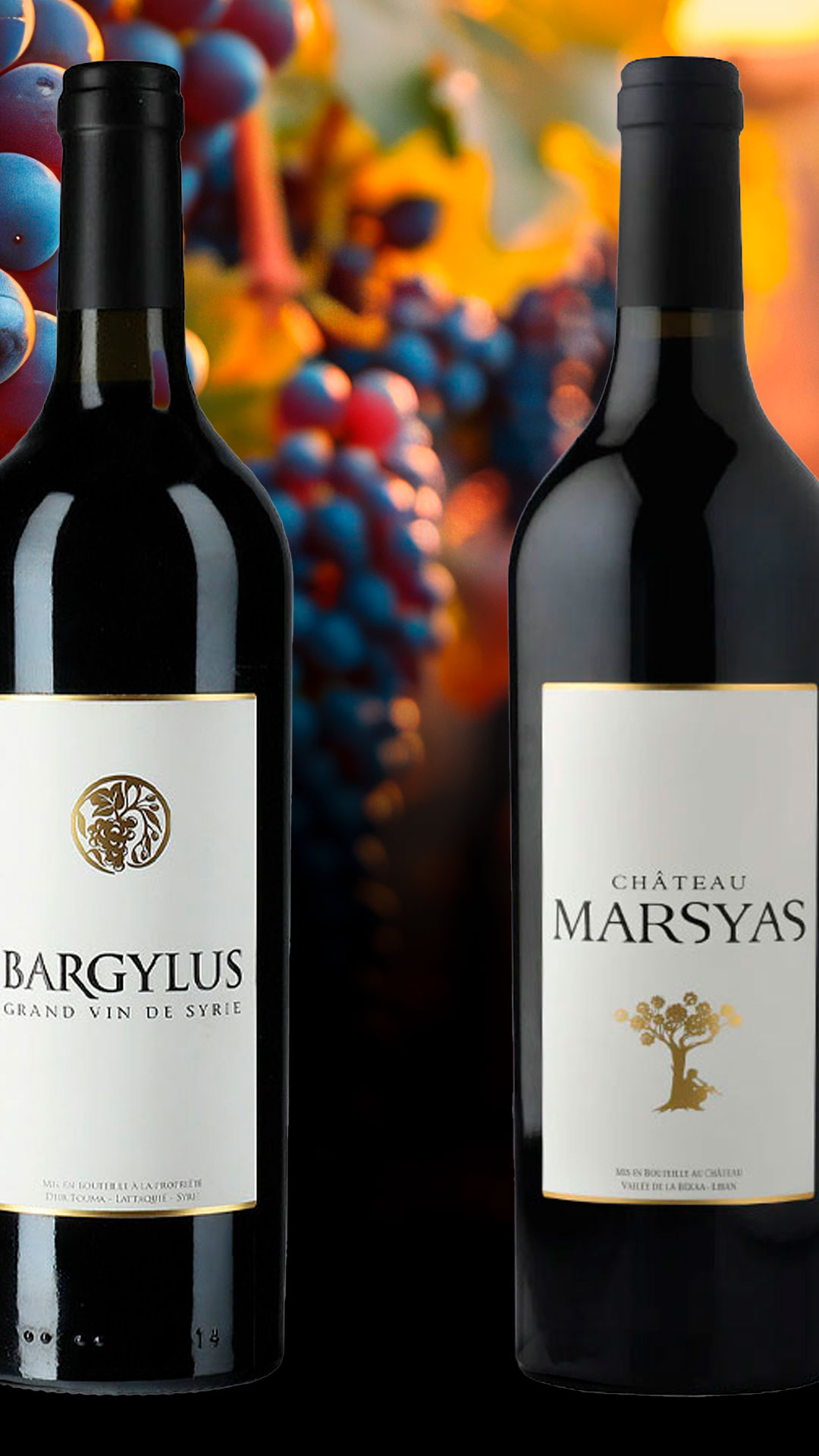 Vinhos Raros em Tempos de Guerra: Bargylus e Marsyas