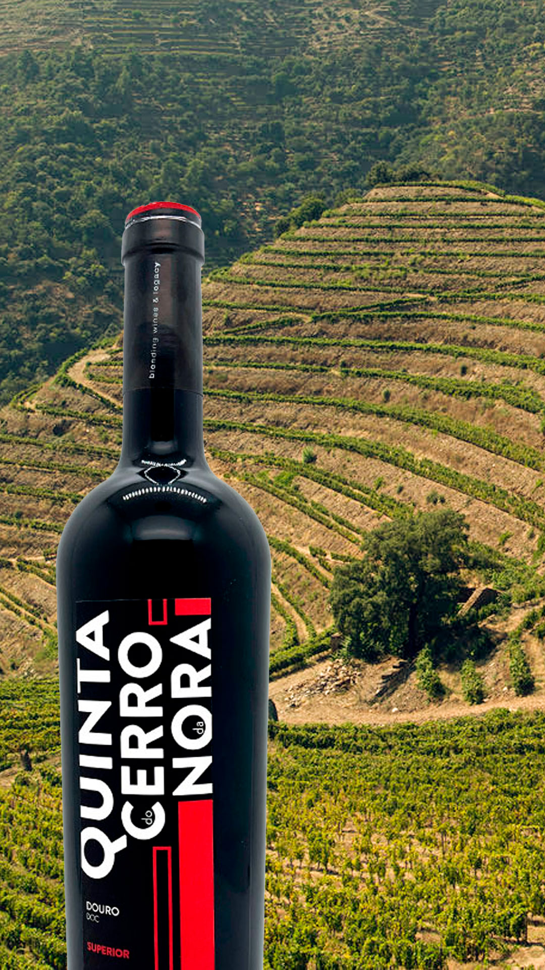 Quinta do Cerro da Nora: vinhos do Douro premiados, paixão em cada garrafa