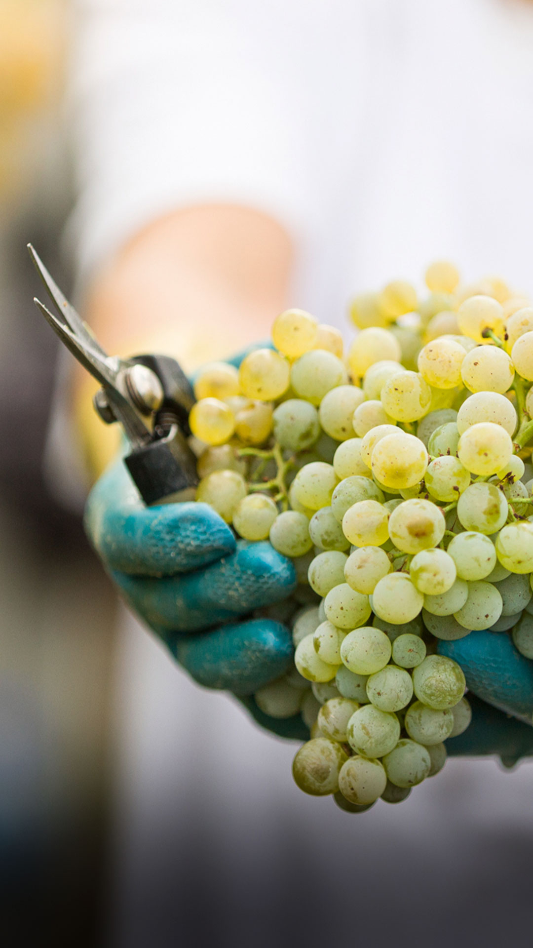 Vindimas 2026: boas uvas, mais produção e um mercado sob pressão